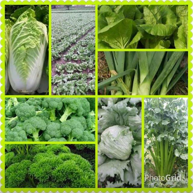 Swat Agri farms | Utrot
