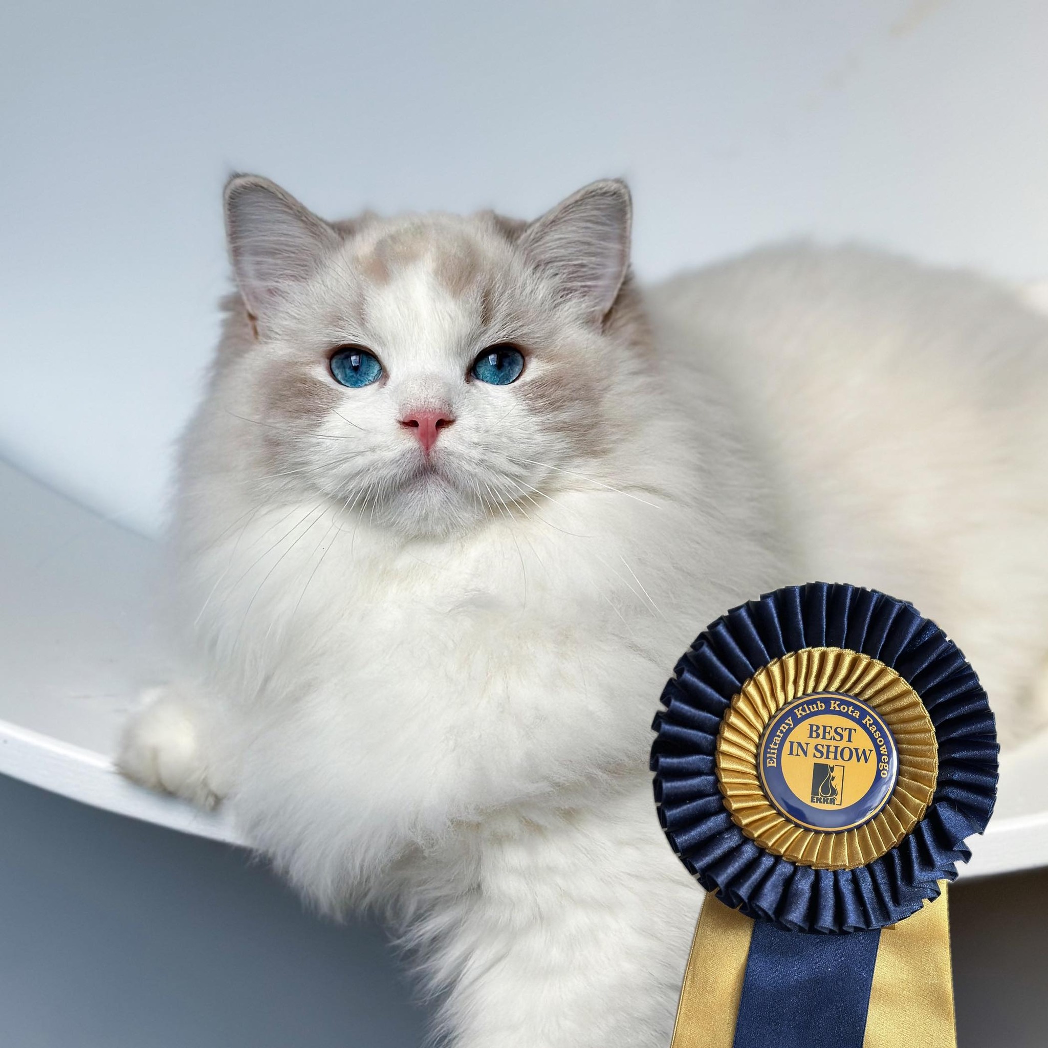 Silky Magic PL Ragdoll Cattery Hodowla kotów rasy Ragdoll