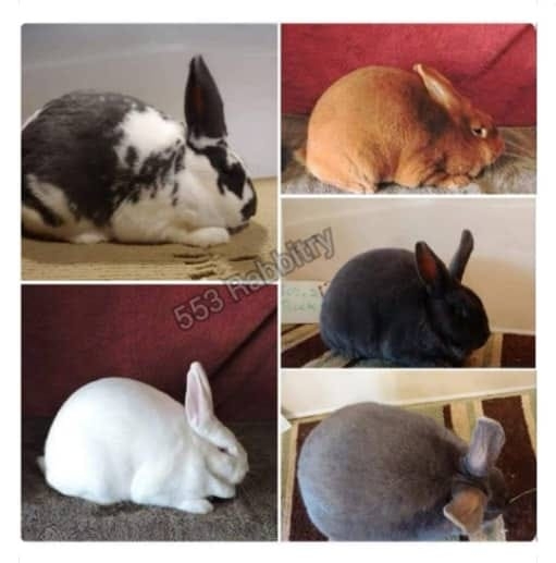 Rabbit Farm Kemaman | Kemaman