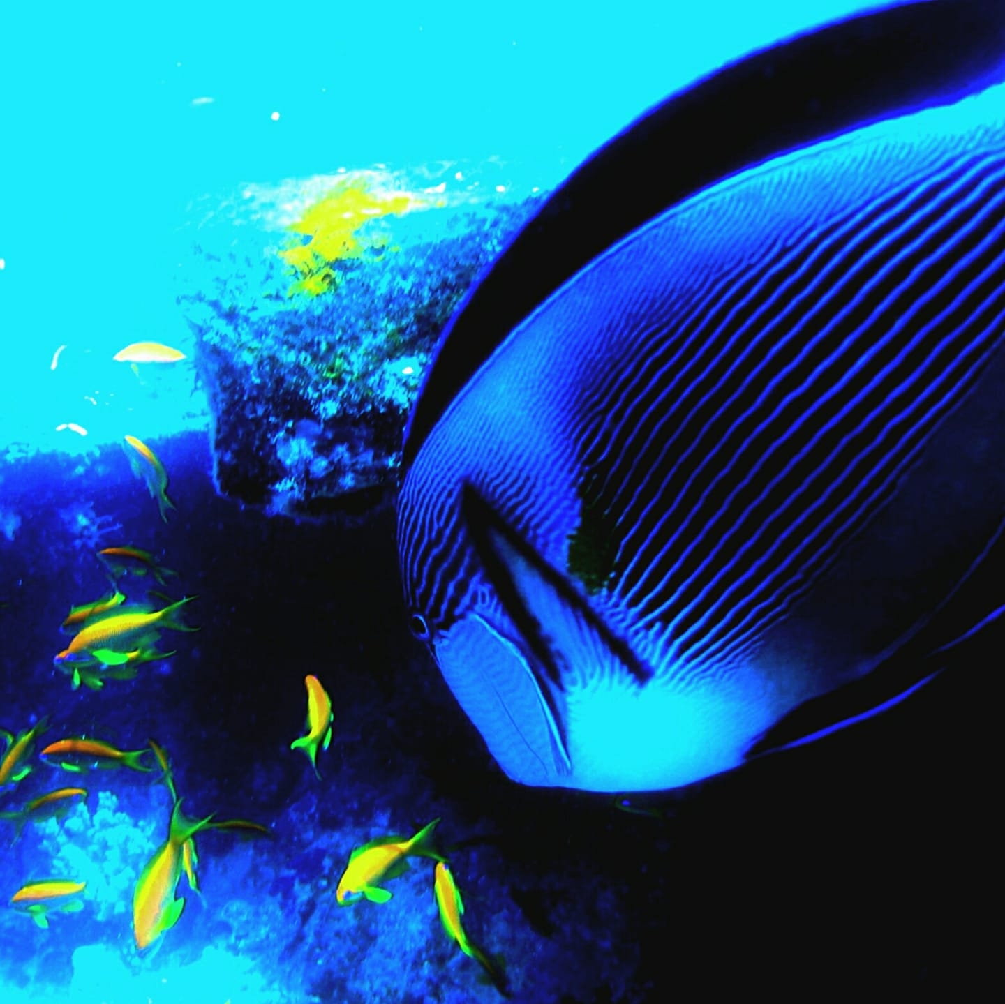 Bury - Fish of the week: This week's fish is also known as the ...