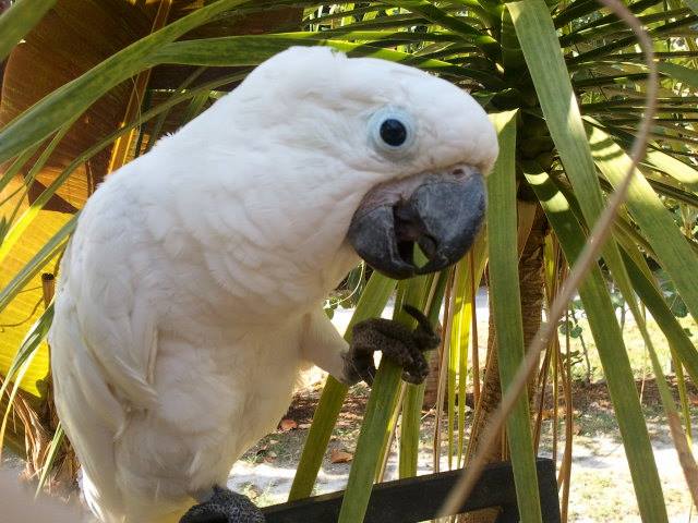 Screaming Cockatoo Art Studio | Saint Petersburg FL