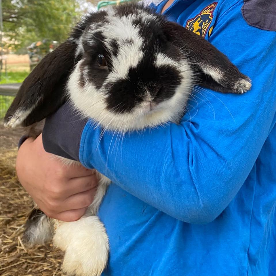 Stanwell Park Mini Lop Rabbits