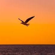 Wondershots by Sandeep