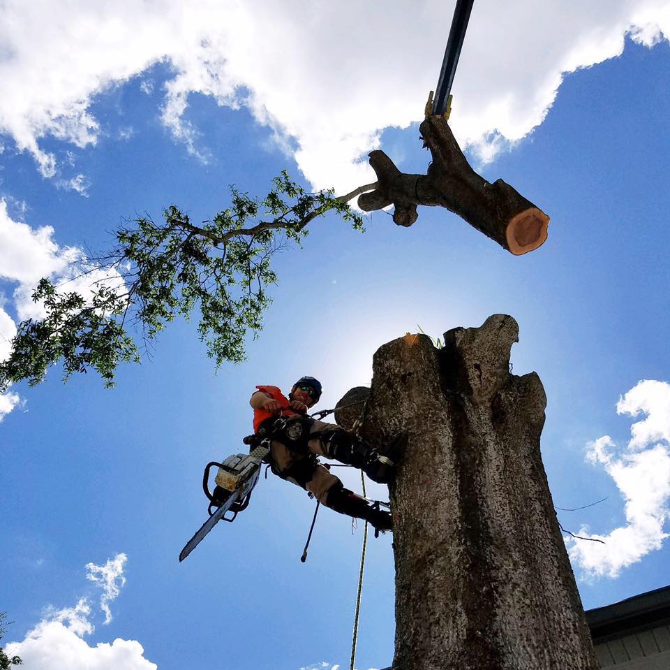 Ryan's Tree Solutions, Inc.