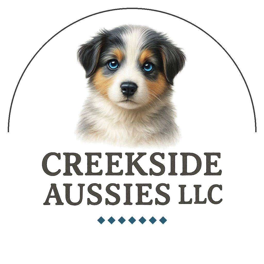 Okay, Aussie lovers… you can only pick... - Creekside Aussies | Facebook