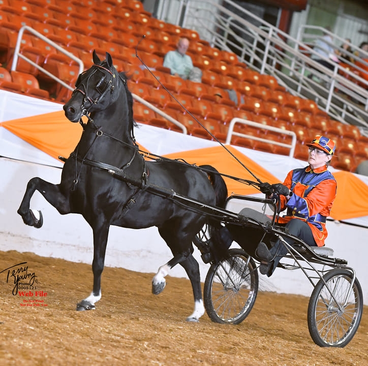 Gary Altizer Stables, LLC | Crockett VA