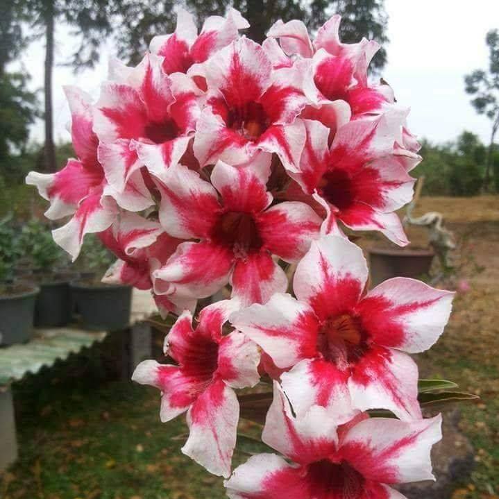 Adenium yui Plant