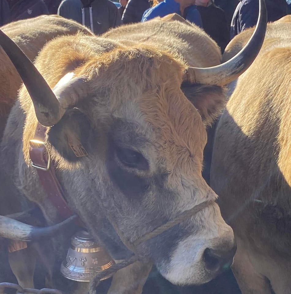 Élevage Aubrac Alexandre Rodier
