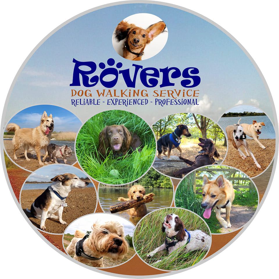 Rovers Dog Walking Service | Maldon