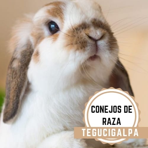 Conejos de raza tegucigalpa