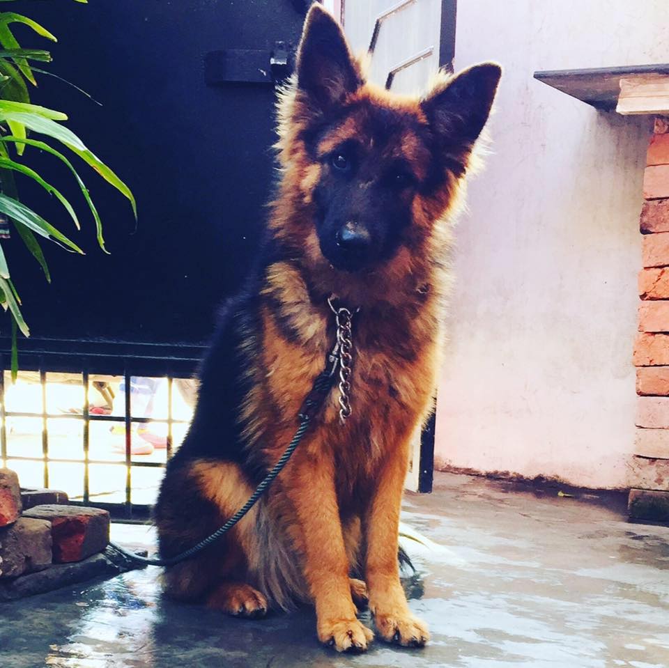 Charlie kennel Meerut City