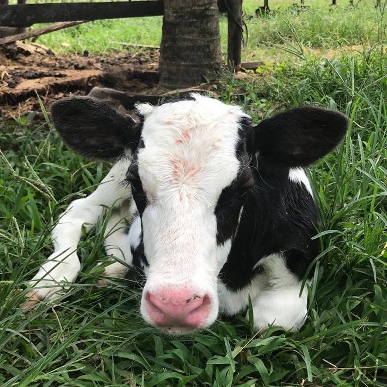 Sapi Keren