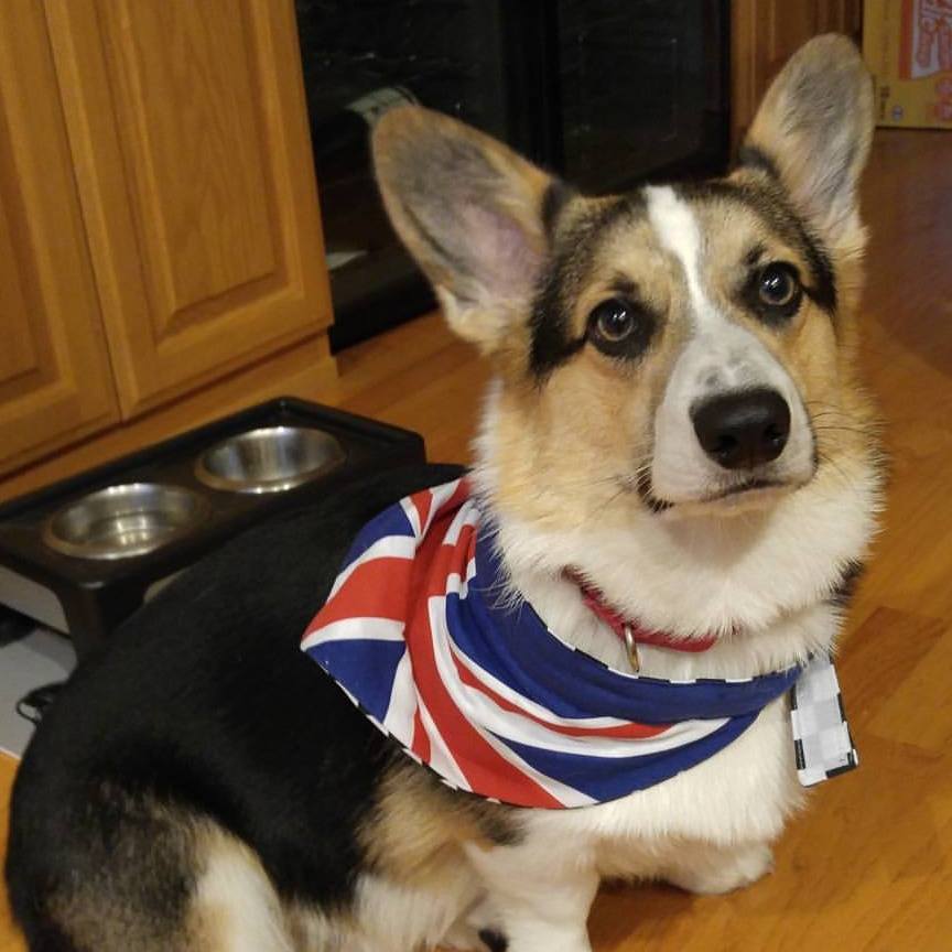 Sad news from the Bay Area corgi... - Peanut Butter the Corgi | Facebook