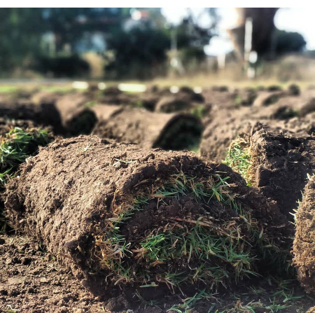 Pasto en rollo | El Bajío de San José