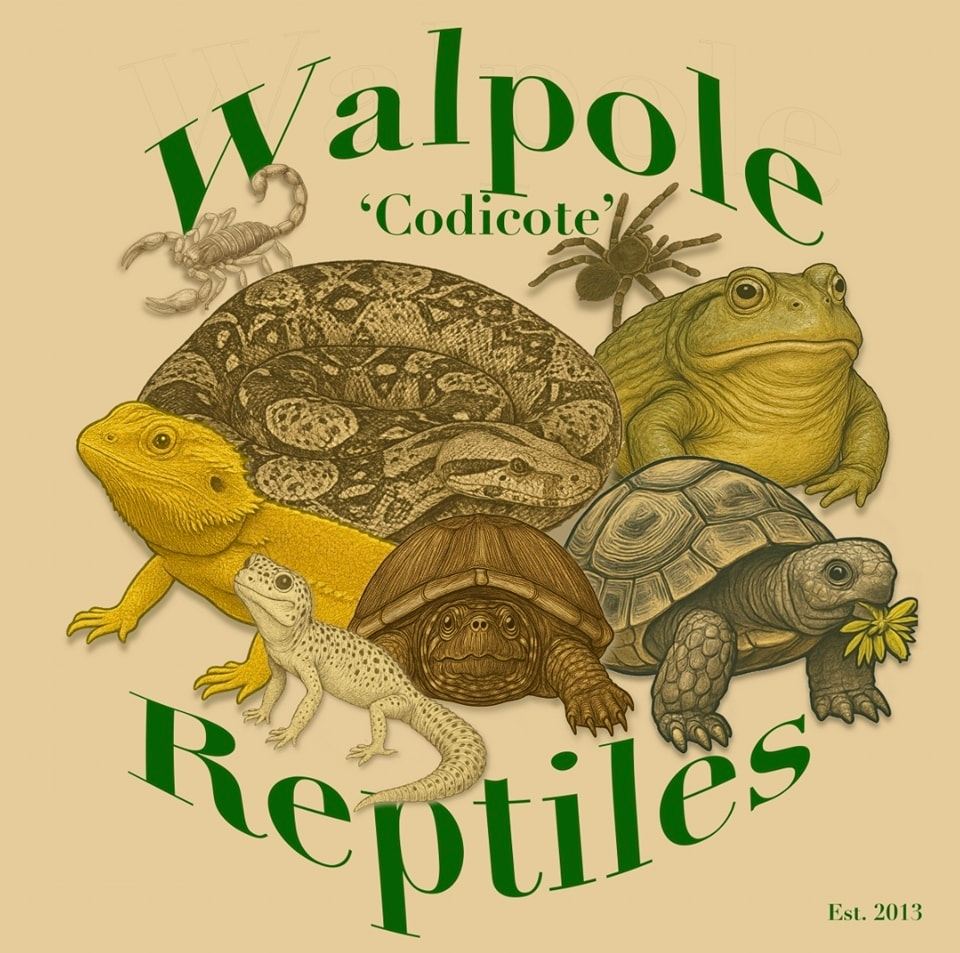Walpole 'Codicote' Reptiles | Walpole Saint Peter