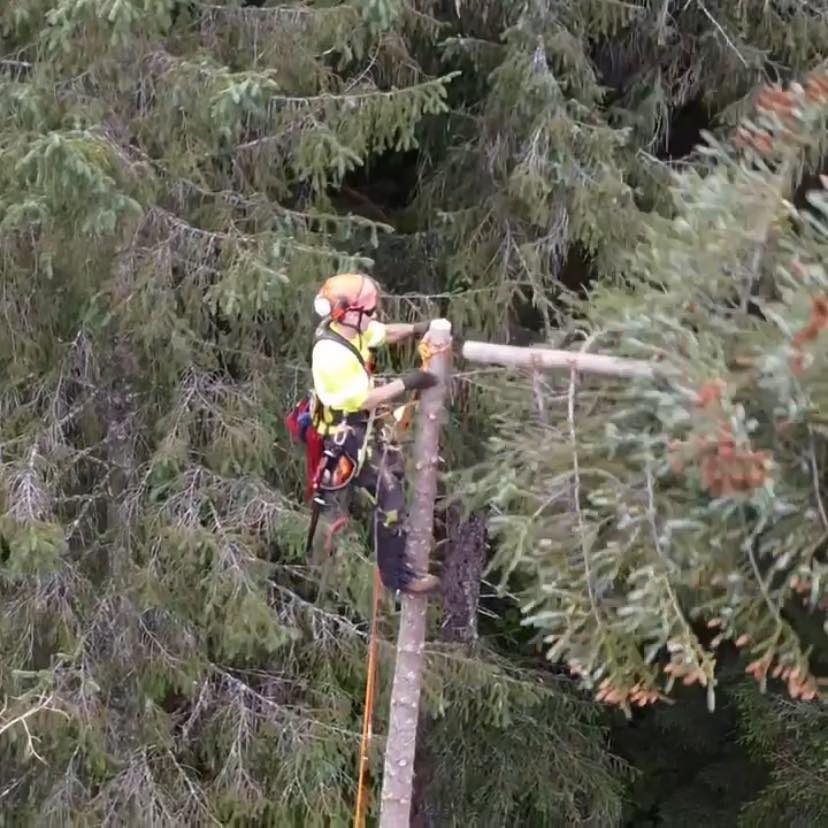 Seward Tree Service