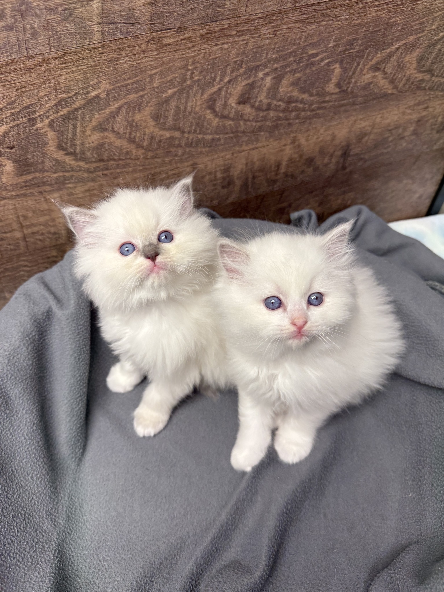 Rustic Ragdolls