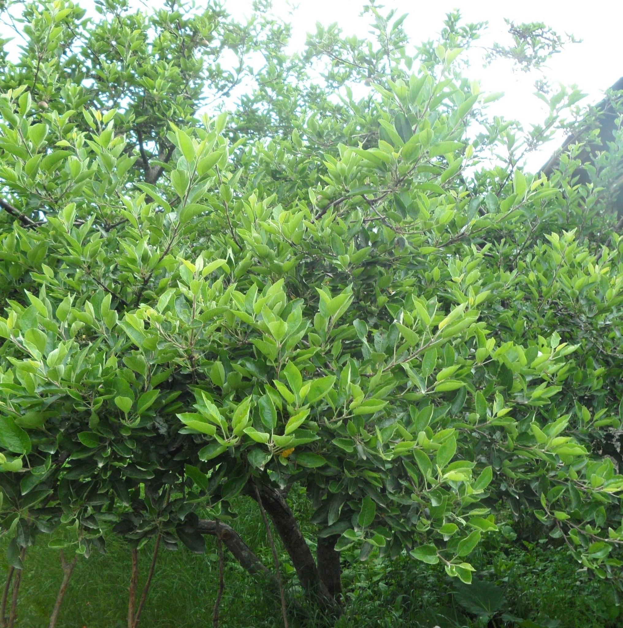 kaliraha-burtiwang-krishi-farm-pvt-ltd