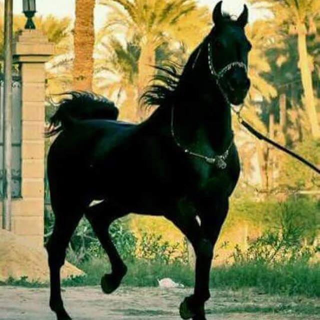 Al Mahran Stud