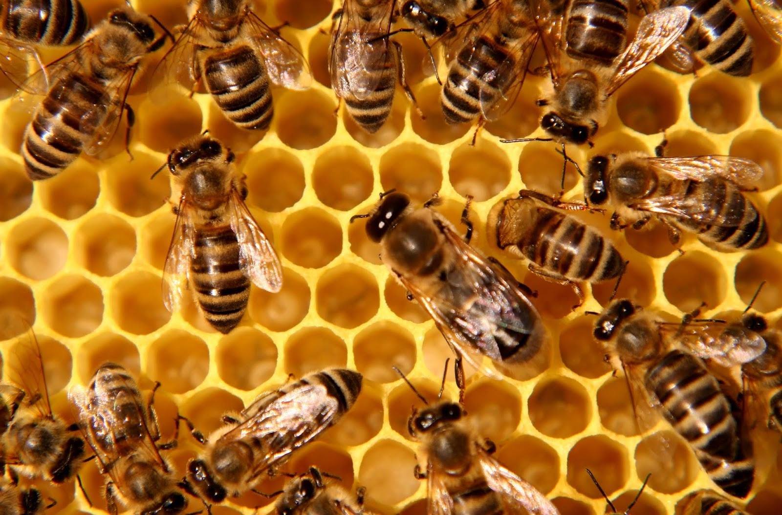 Bridges Bee Supplies | Kings Mountain NC