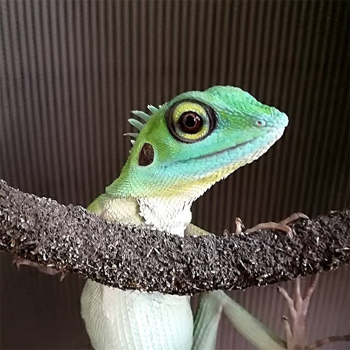 Rango the Green Crested Lizard