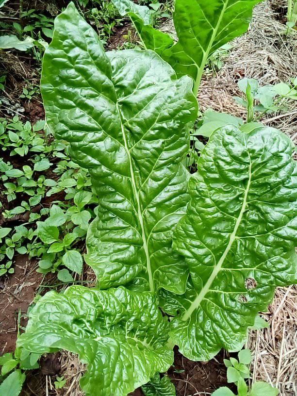 Organic Farming in Uganda and East Africa At Large +256788839226.