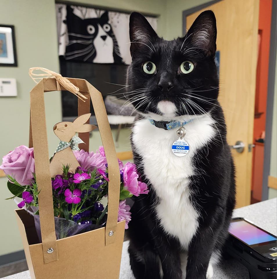 Animal Emergency Clinic of MidMaine Lewiston ME
