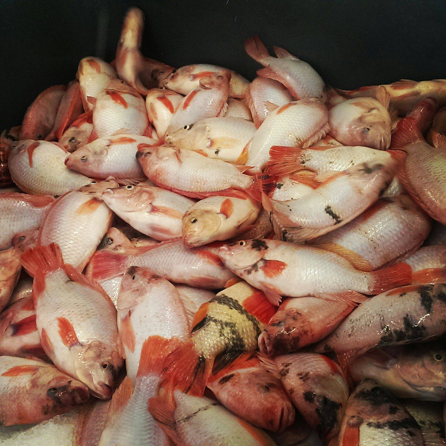 Khan's Intensive Aquaculture Operations Ltd | Cunupia Village