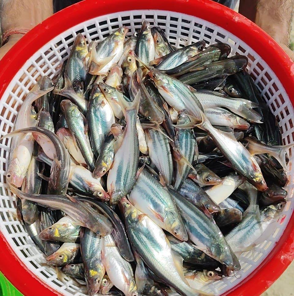 Chachu.fishing | Gopalganj