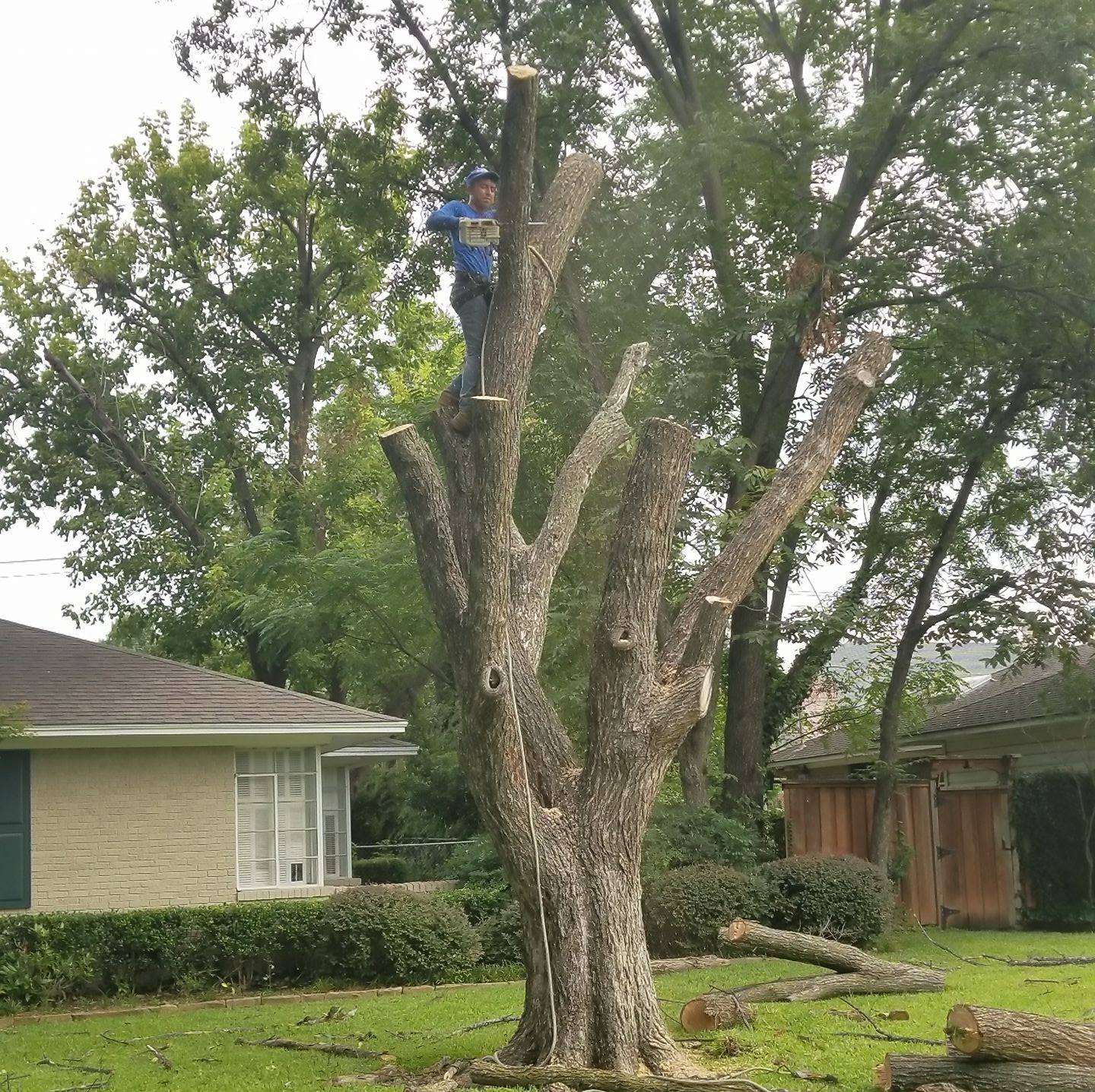 J&P TREE Services