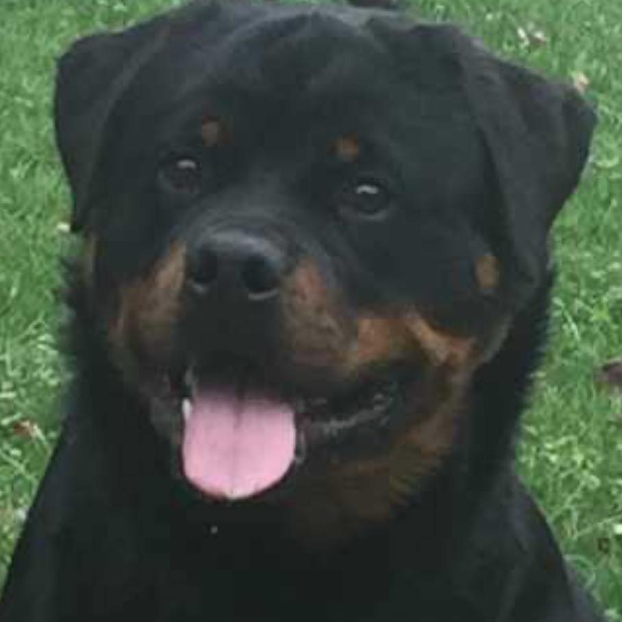 Dye's Knotty Pine Kennels. Rottweiler