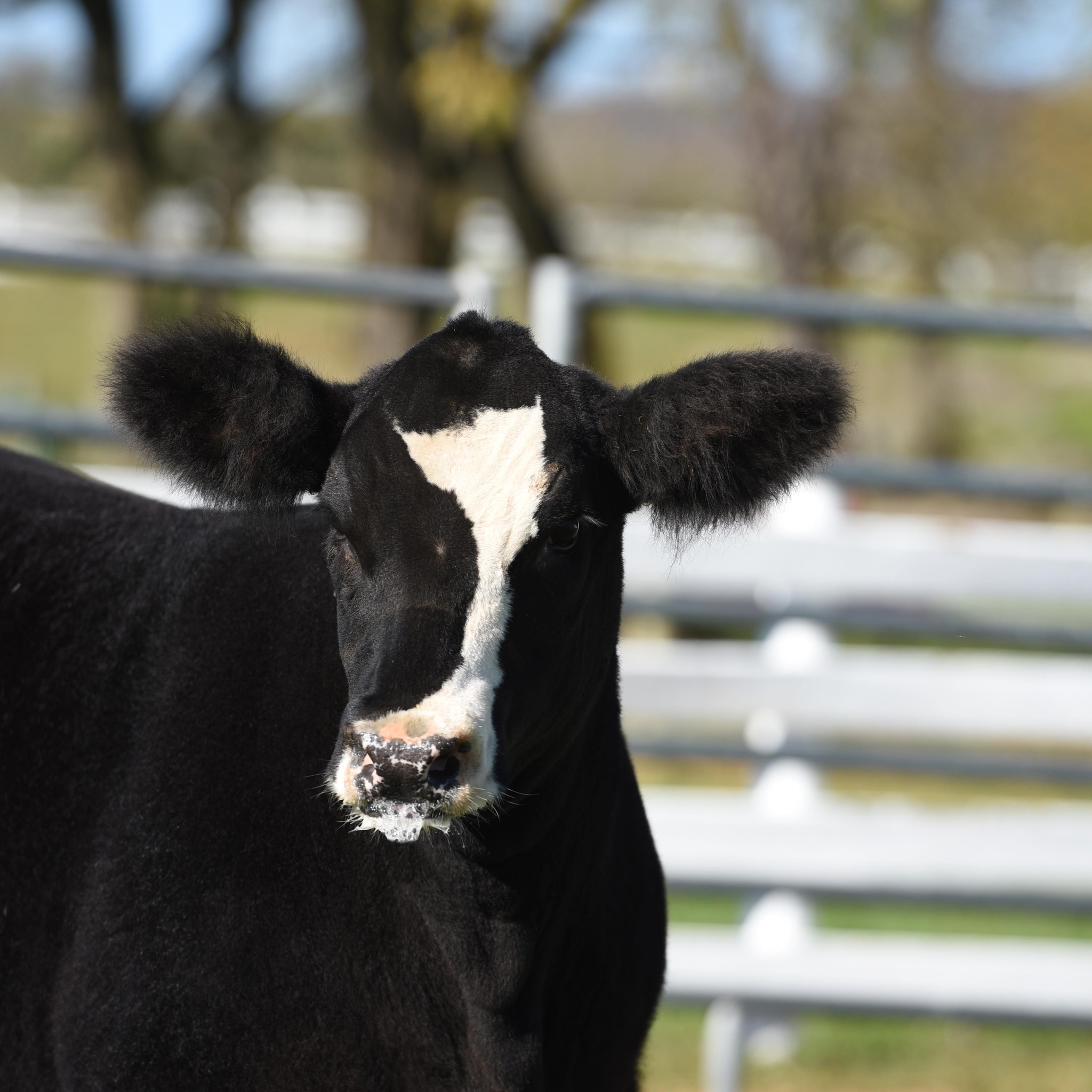 🎉 Congratulations to the Stone... - Butler Farms Show Cattle | Facebook