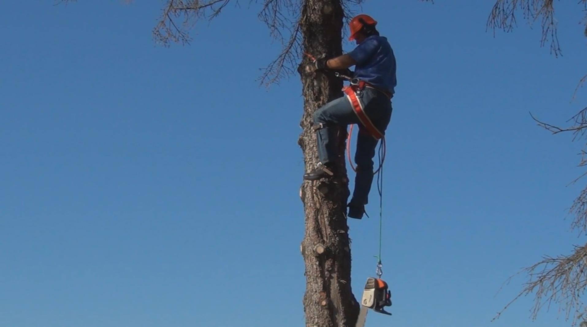 A-Team Tree Service | Charlevoix MI
