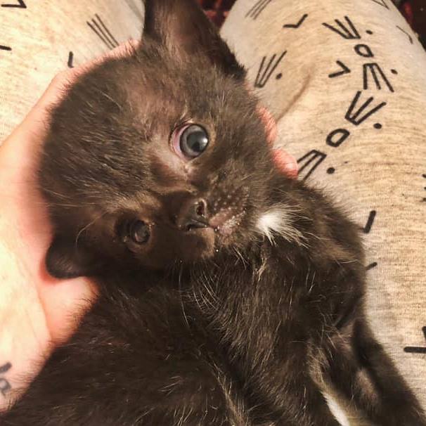Cashew the Hydro Kitty