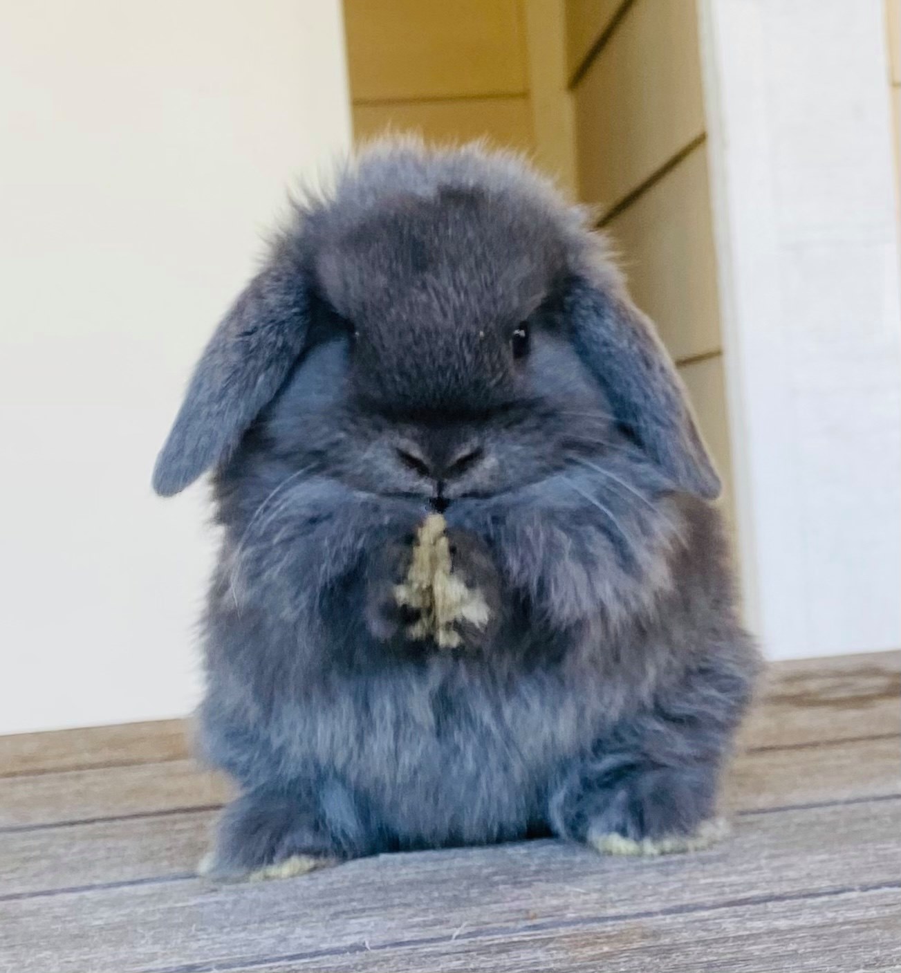 SomeBunny Loves You - NorCal Rabbitry | Redding CA