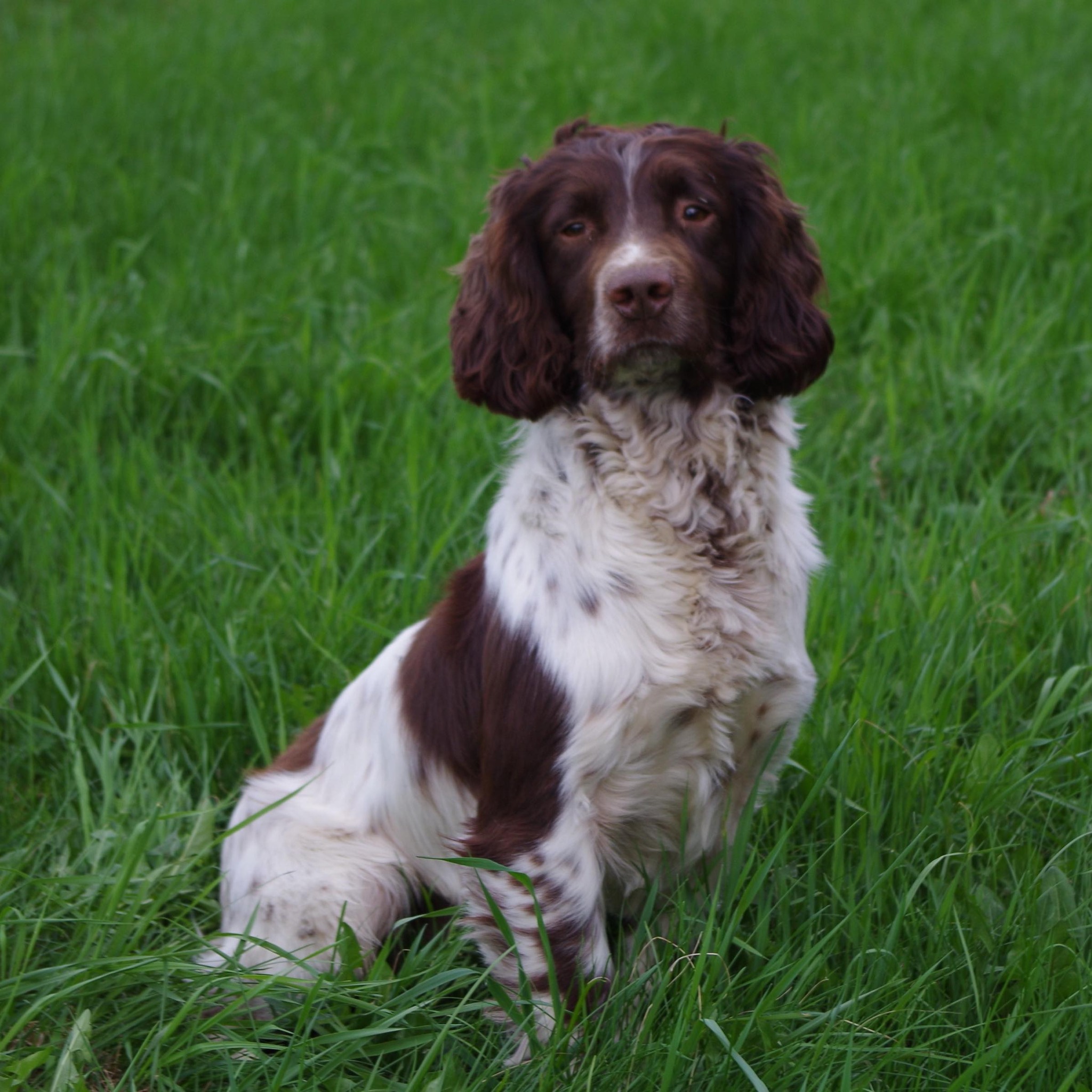 2 semaines déjà pour les chiots de... - Chenil du Chasseur | Facebook