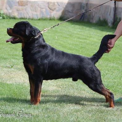 Rottwiler kennel