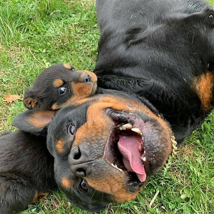 Rottweiler puppies for sale | New York NY