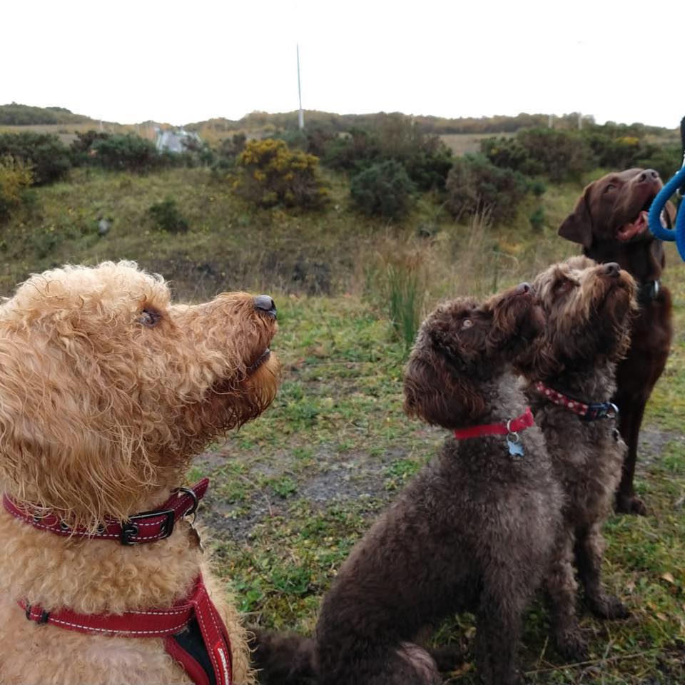 Merlin Pet Services | Llanharan