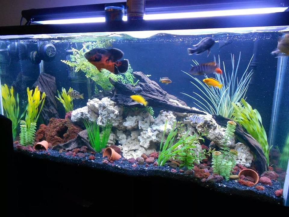 Happy Fish Installation D'aquarium