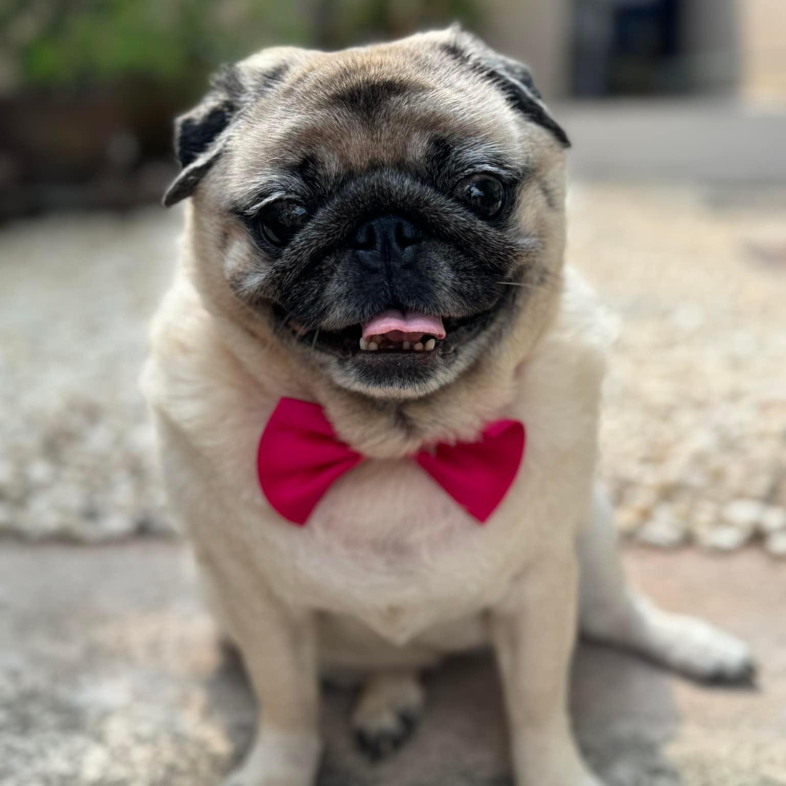 Donna the Pug - “Miss D” on Reels