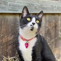 Juno - The Klepto Kat