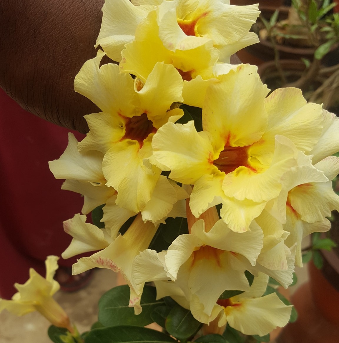 Shogan's Treasure Of Desert Rose -Adeniums