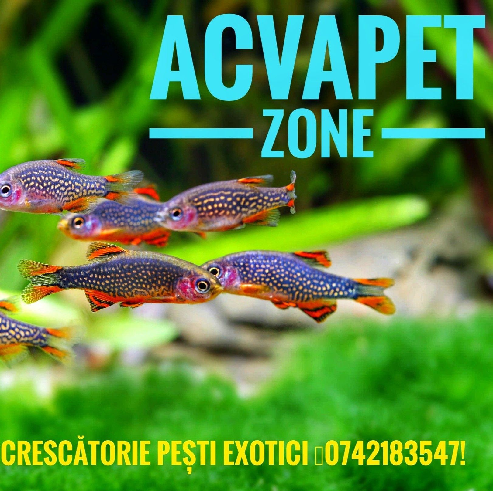 Verzii.... 😊. Rasbora Kubotai și în plan îndepărtat jos rasbora ...