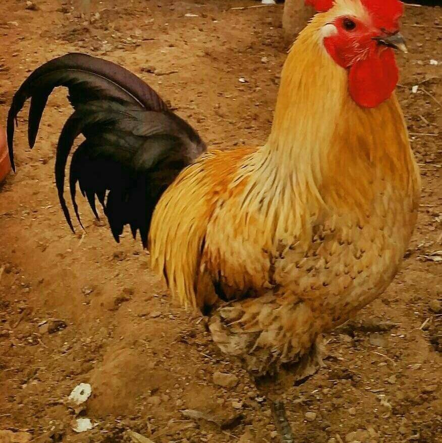 통일 닭