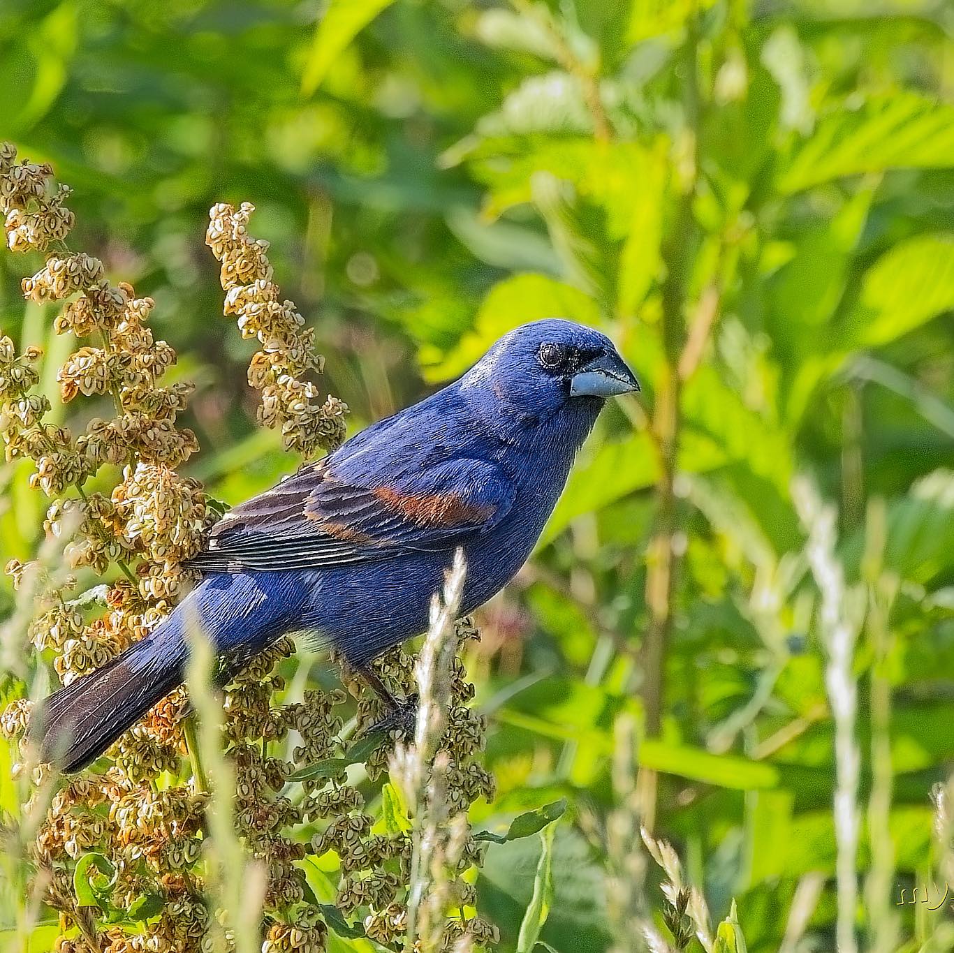 Hi, how does bloom differ from gigapixel? | Facebook
