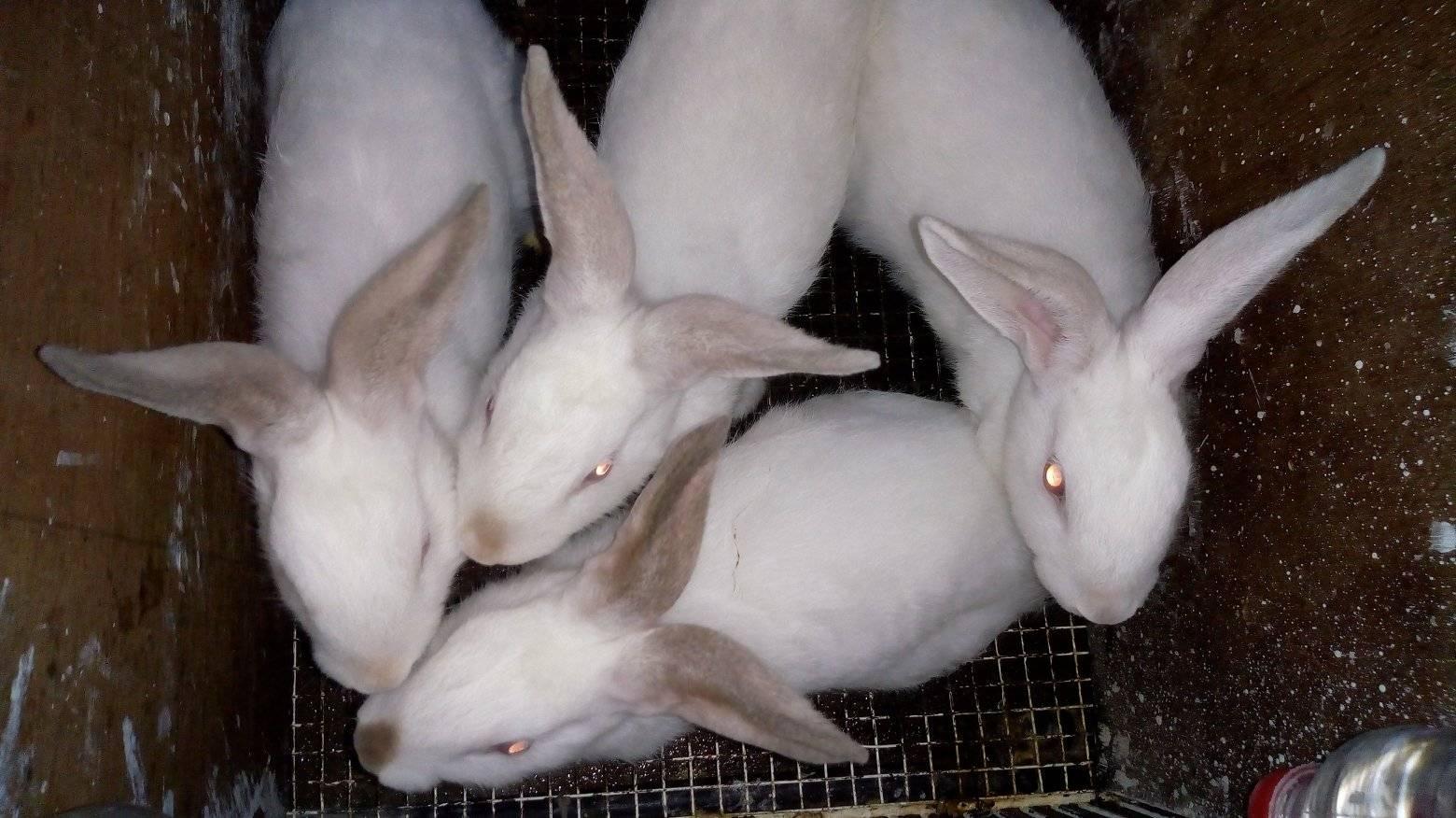 Grabbit- Grab a Rabbit CDO | Cagayan de Oro