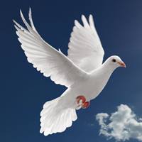 Elixiria.net - “You will never be able to escape from your heart. So it ...