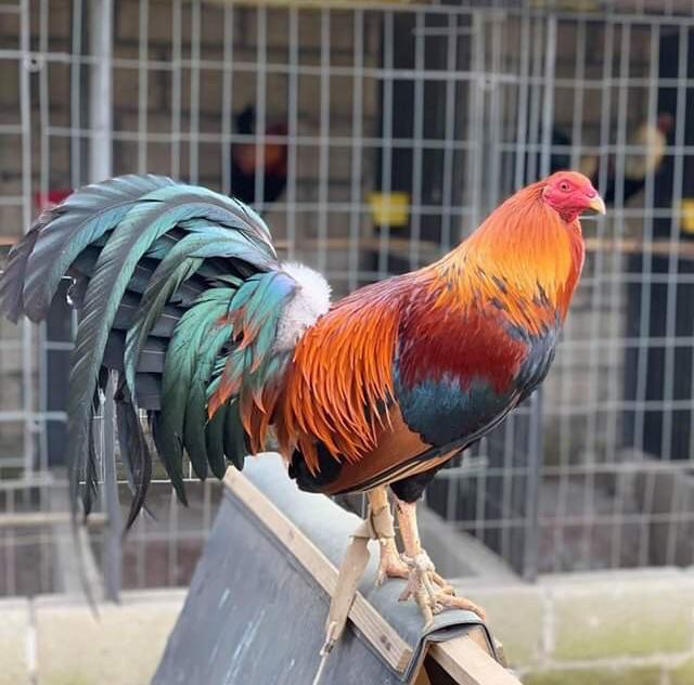 Gallera