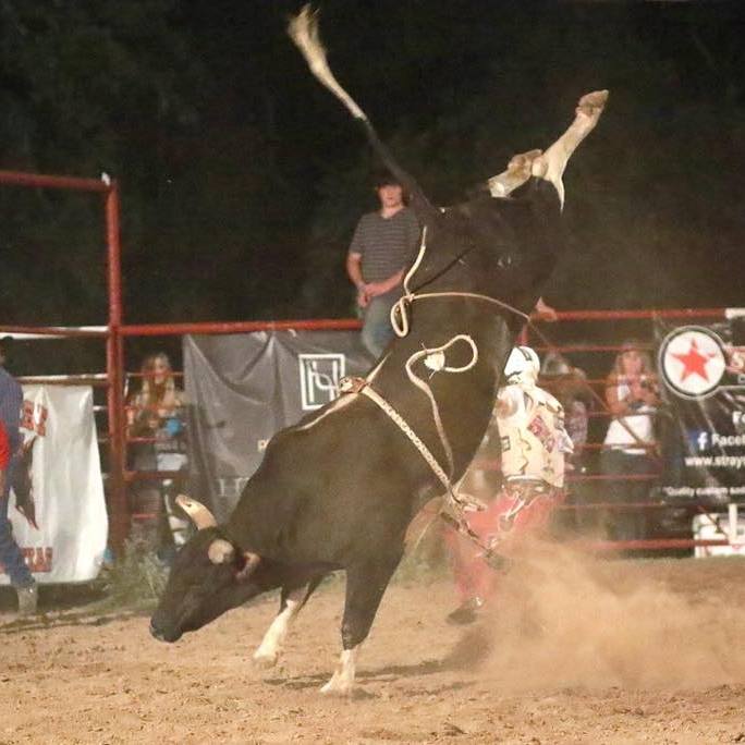 Brave Heart at the rodeo last night! Great trip!!! | Diamond O Bucking ...